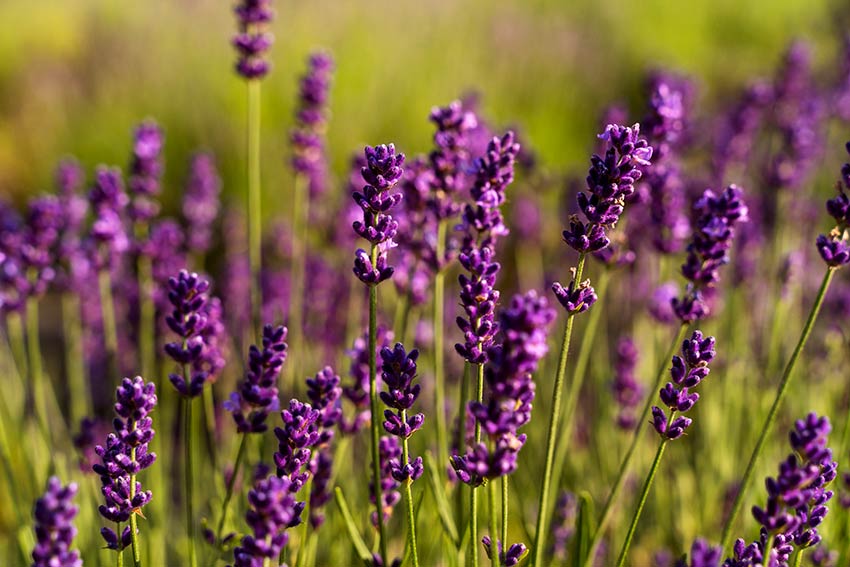 Millionaire Medicinal & Aromatic Plants Farmer of India 
