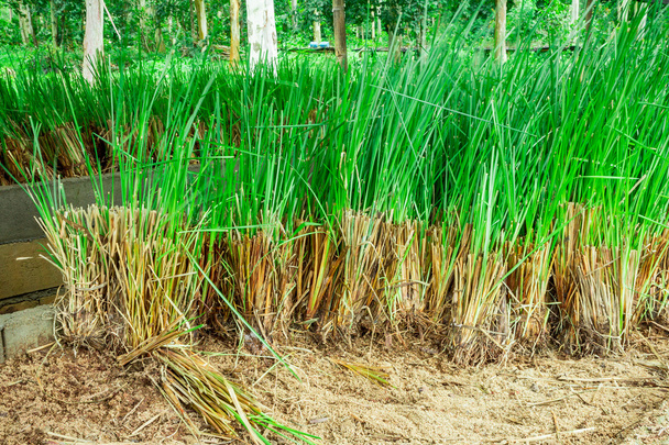 Millionaire Vetiver Farmer of India