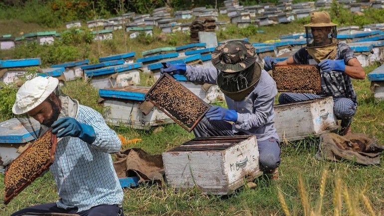 Millionaire Honey Farmer of India
