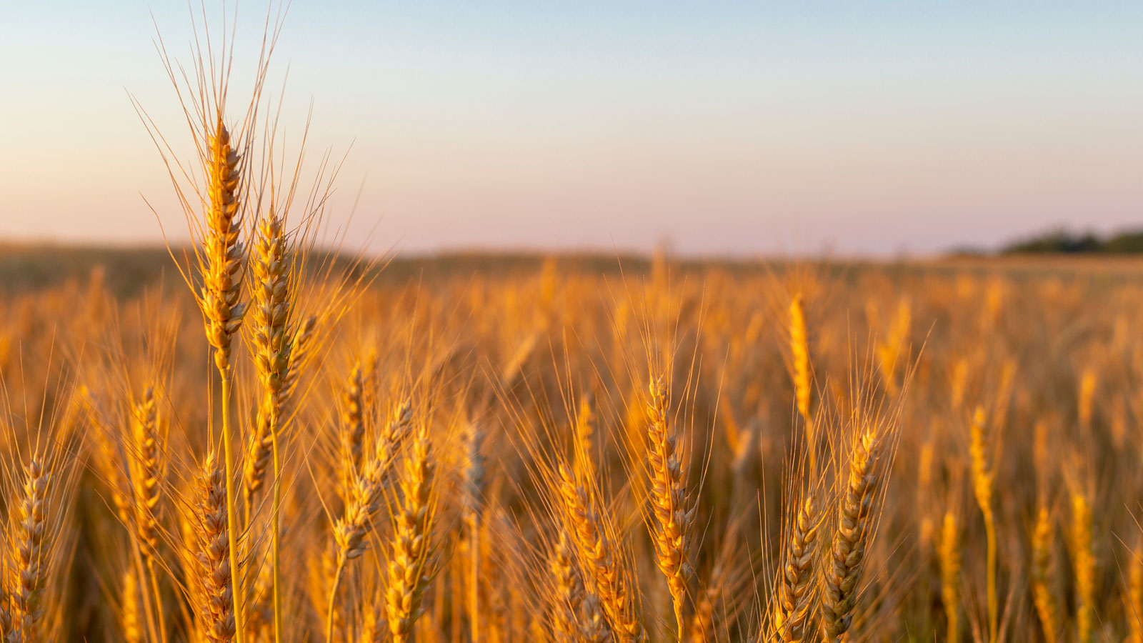 Millionaire Field Crops Farmer of India